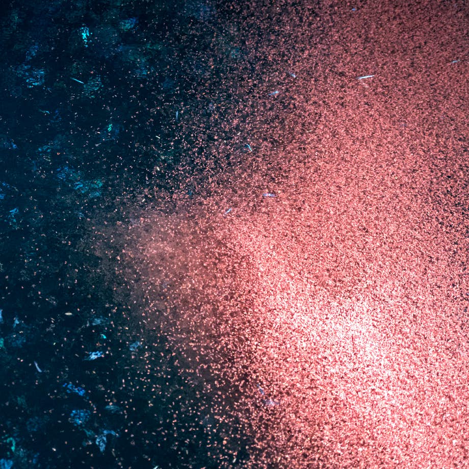 Krill Oil