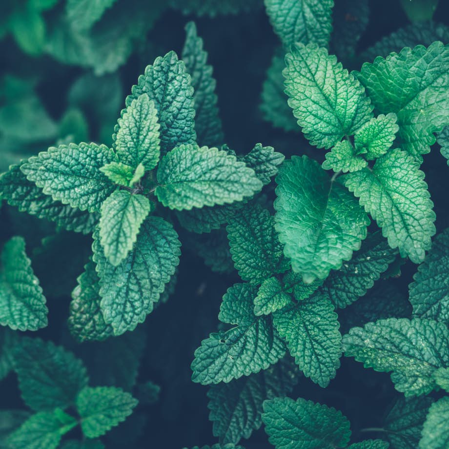 herb plant